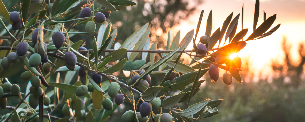 Beneficios de las aceitunas - Aceitunas Bravo