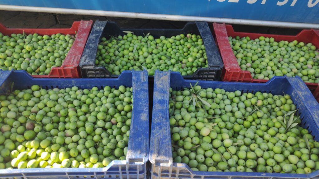 cajas de aceitunas recolectadas para ir a fábrica