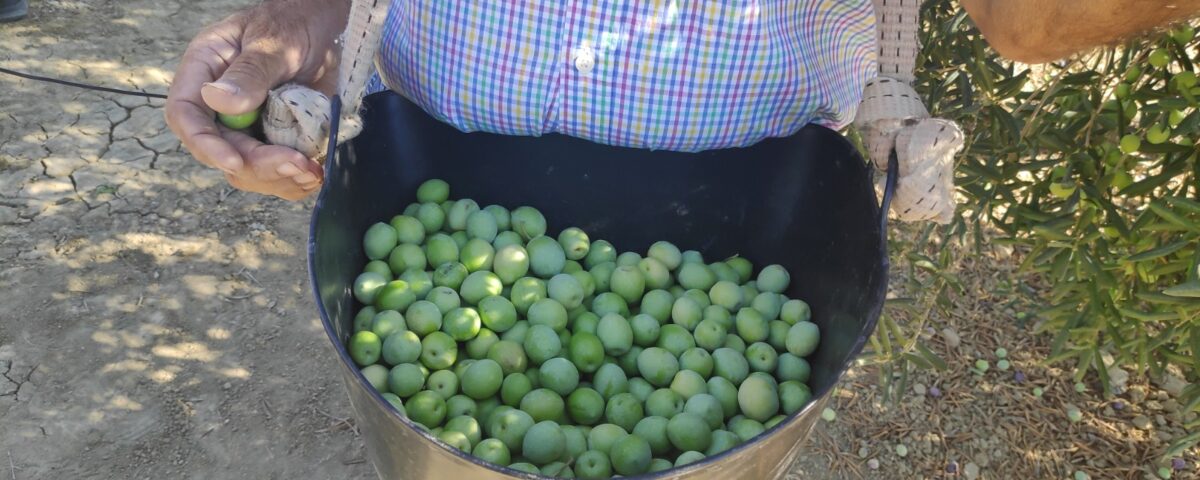 agricultor recolectando la aceituna aloreña