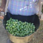 agricultor recolectando la aceituna aloreña