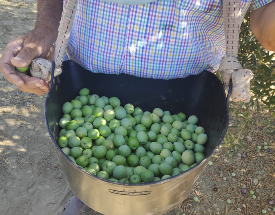 agricultor recolectando la aceituna aloreña