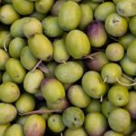 aceitunas recién cogidas
