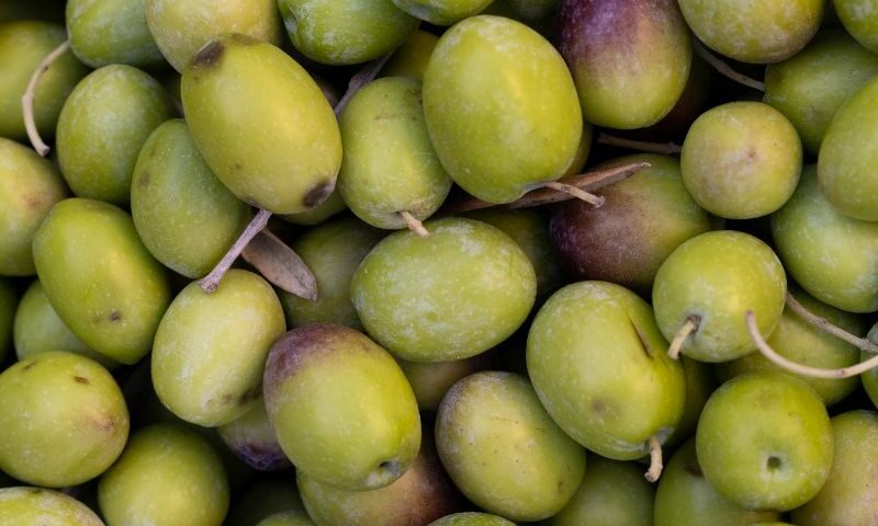 aceitunas recién cogidas