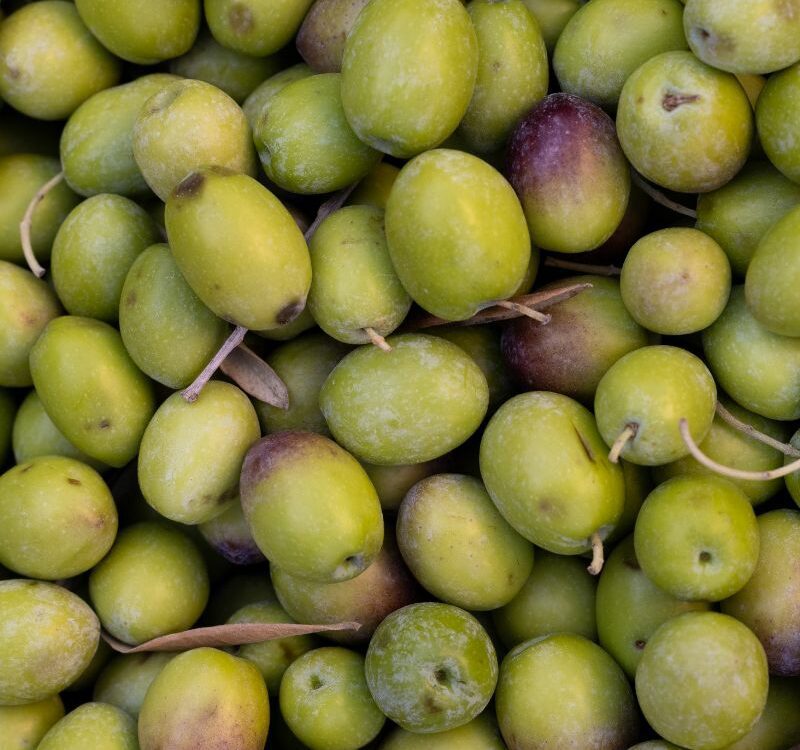 aceitunas recién cogidas